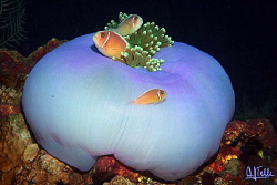 A cousin of Nemo with his parents arround their home. Pic... by Arthur Telle Thiemann 